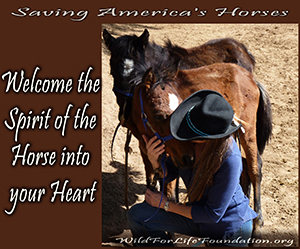 Welcome the Spirit of the Horse into your Heart